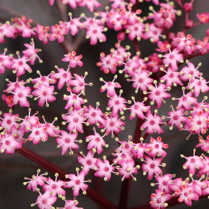 Pink Pony™ Elderberry (Sambucus nigra) | Proven Winners® New Variety 2027