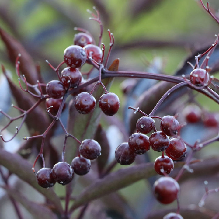 Pink Pony™ Elderberry (Sambucus nigra) | Proven Winners® New Variety 2027