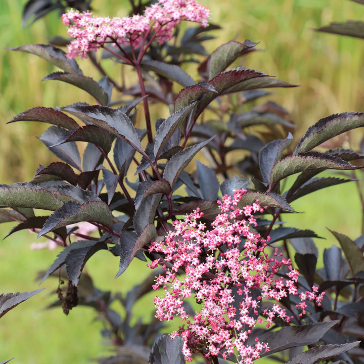 Pink Pony™ Elderberry (Sambucus nigra) | Proven Winners® New Variety 2027