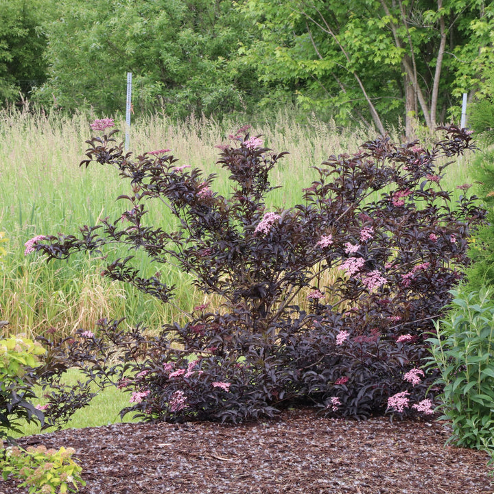 Pink Pony™ Elderberry (Sambucus nigra) | Proven Winners® New Variety 2027