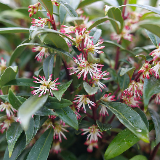 Sweet & Lo™ Sweet Box (Sarcococca hookeriana)
