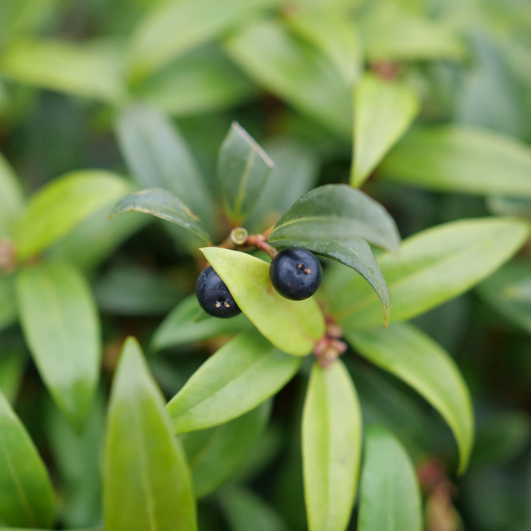 Sweet &amp; Lo™ Sweet Box (Sarcococca hookeriana)