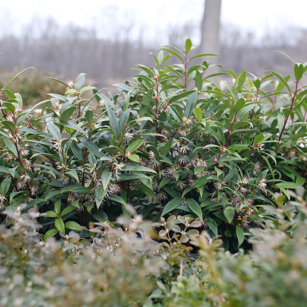 Sweet &amp; Lo™ Sweet Box (Sarcococca hookeriana)
