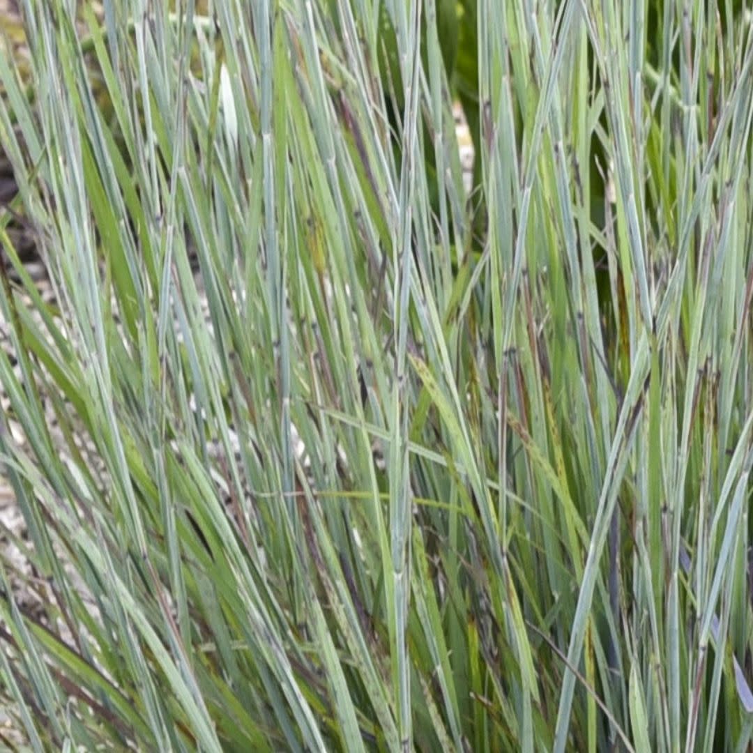 Prairie Winds® &