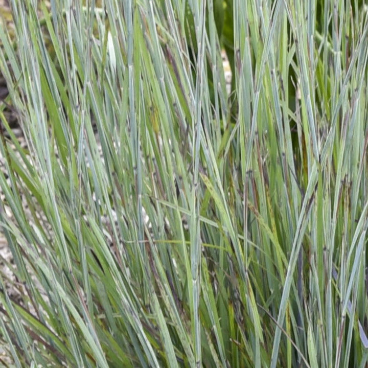 Prairie Winds® &