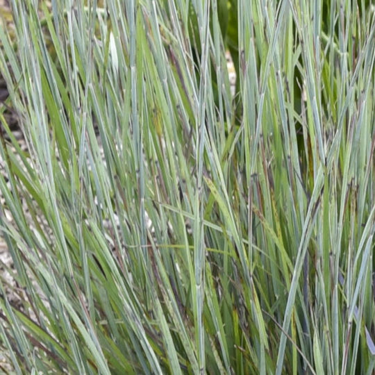 Prairie Winds® 'Brush Strokes' Little Bluestem (Schizachyrium scoparium)