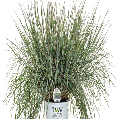 Prairie Winds® 'Brush Strokes' Little Bluestem (Schizachyrium scoparium) | Proven Winners® New Variety 2025