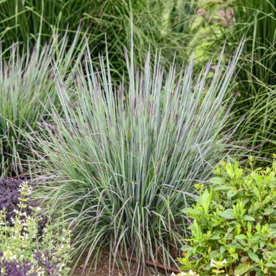 Prairie Winds® 'Brush Strokes' Little Bluestem (Schizachyrium scoparium) - Proven Winners® New Variety 2025!