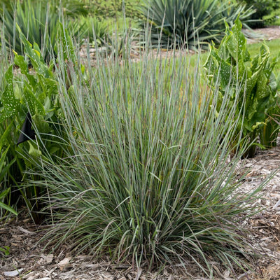 Prairie Winds® 'Brush Strokes' Little Bluestem (Schizachyrium scoparium) | Proven Winners® New Variety 2025