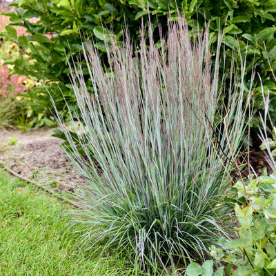 Prairie Winds® 'Brush Strokes' Little Bluestem (Schizachyrium scoparium) | Proven Winners® New Variety 2025