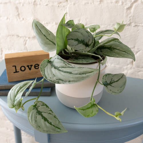 leafjoy® Shimmering Falls™ Kalimantan Satin Pothos (Scindapsus)