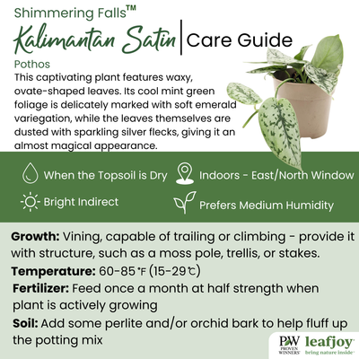 leafjoy® Shimmering Falls™ Kalimantan Satin Pothos (Scindapsus)