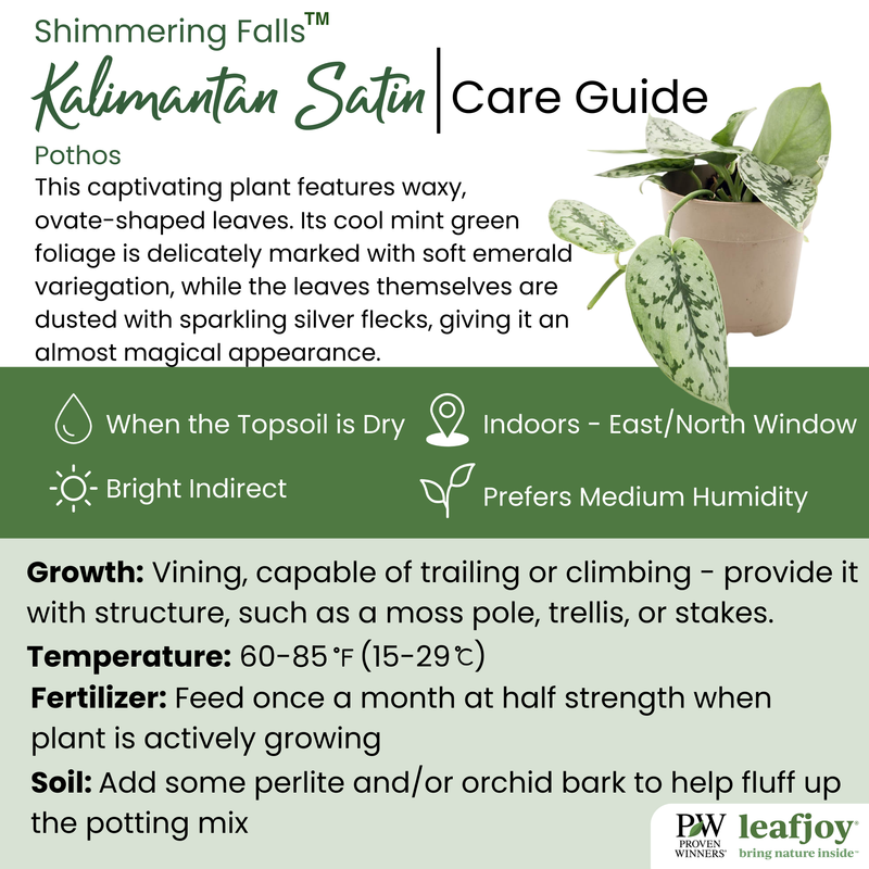 leafjoy® Shimmering Falls™ Kalimantan Satin Pothos (Scindapsus)