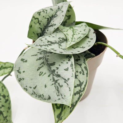 Shimmering Falls™ Kalimantan Satin Pothos (Scindapsus)