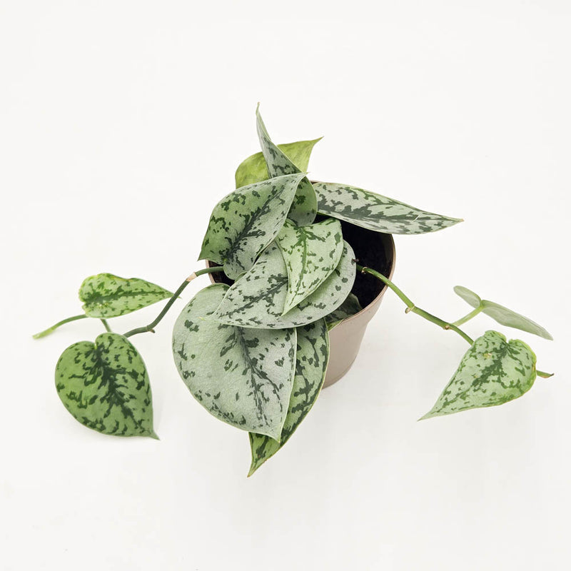 Shimmering Falls™ Kalimantan Satin Pothos (Scindapsus)