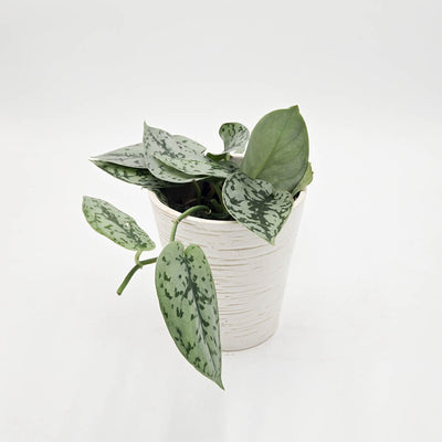 Shimmering Falls™ Kalimantan Satin Pothos (Scindapsus)