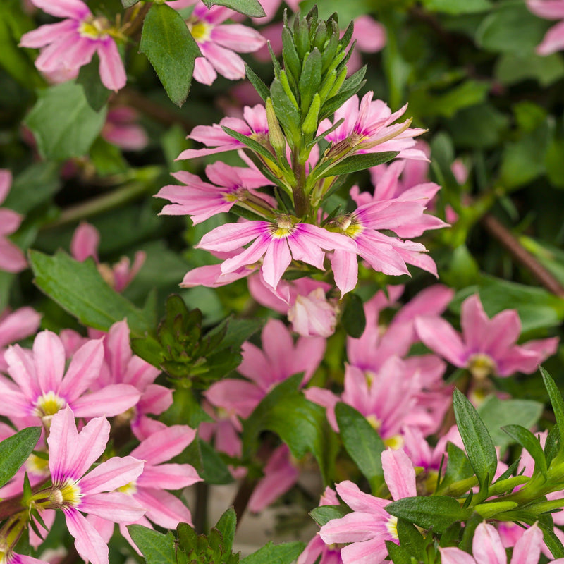 Whirlwind Pink Fan Flower up close.