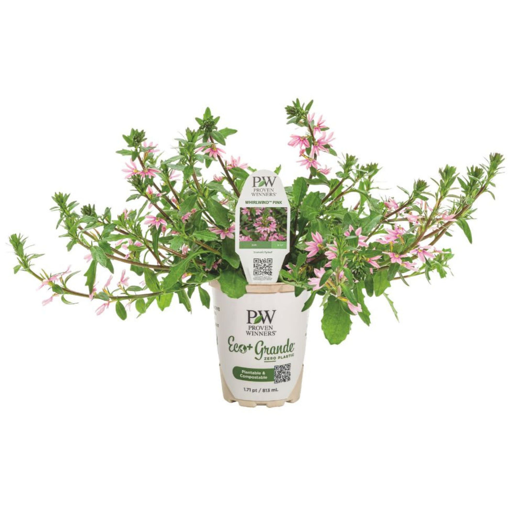 Fan Flower | Whirlwind® Pink | Proven Winners® Annuals – Proven