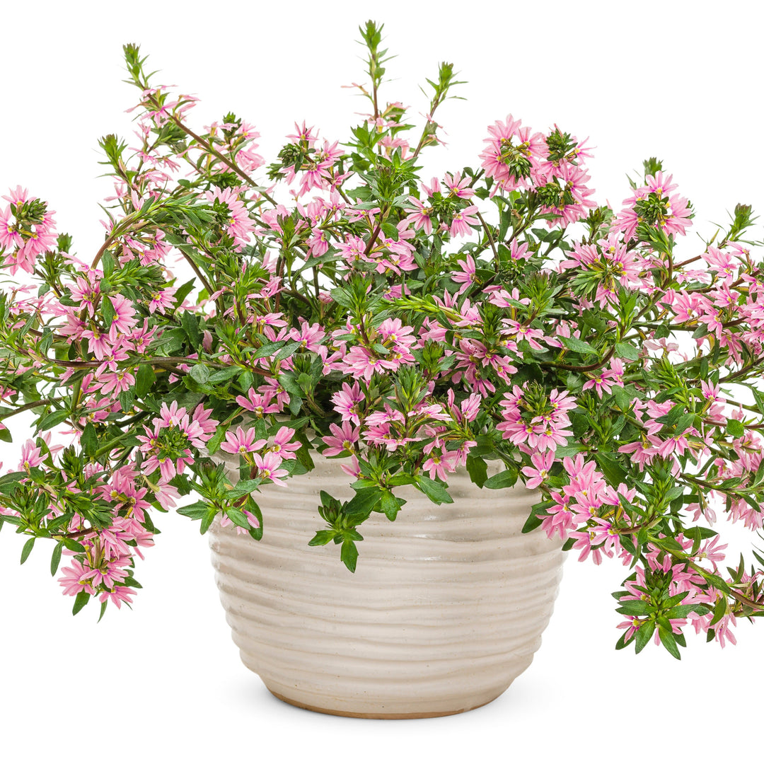 Whirlwind Pink Fan Flower in use.