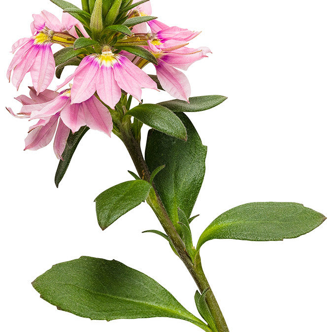 Whirlwind® Pink Fan Flower (Scaevola aemula)