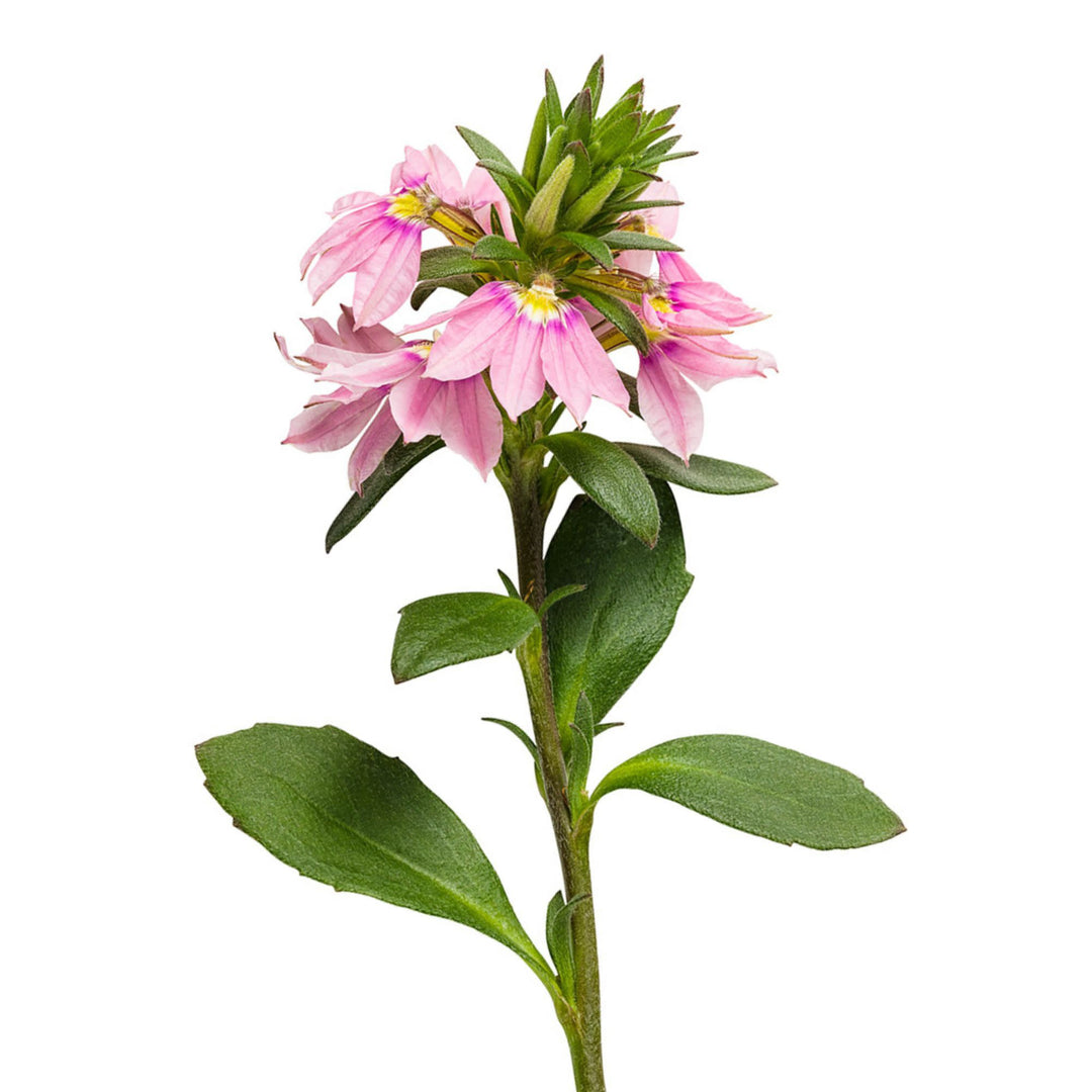 Whirlwind® Pink Fan Flower (Scaevola aemula)