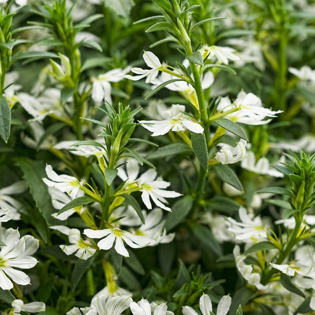Whirlwind White Fan Flower up close.