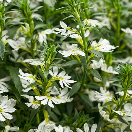 Whirlwind® White Fan Flower (Scaevola aemula)