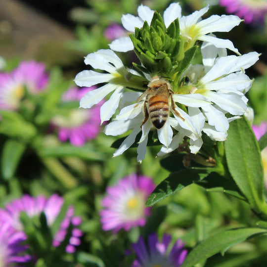 Whirlwind® White Fan Flower (Scaevola aemula)