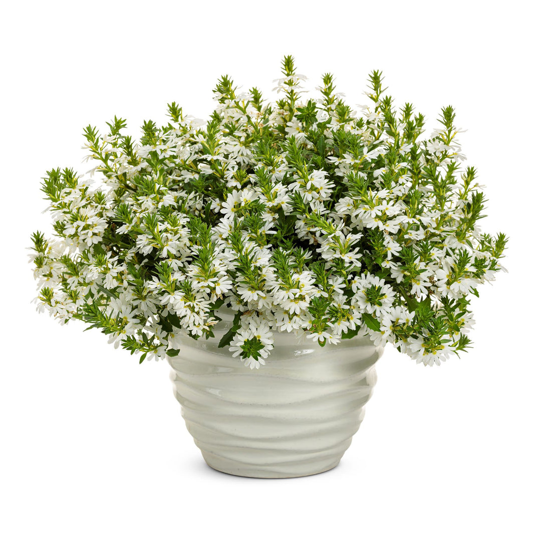 Whirlwind® White Fan Flower (Scaevola aemula)