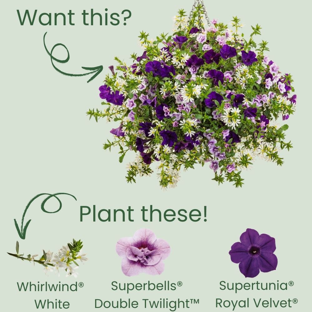 fan flower seeds Fan Flower | Whirlwind White