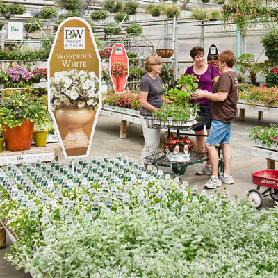 Whirlwind White Fan Flower in use.