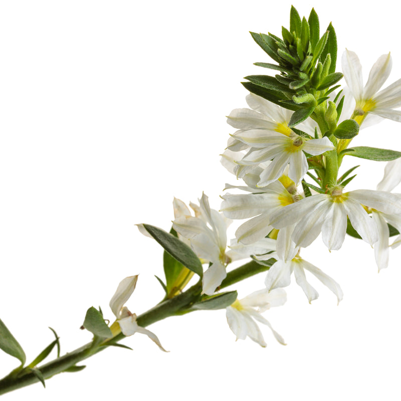 Whirlwind® White Fan Flower (Scaevola aemula)