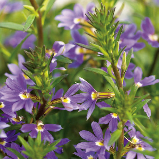 Whirlwind® Blue Fan Flower (Scaevola aemula)