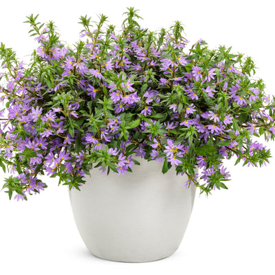 Whirlwind® Blue Fan Flower (Scaevola aemula)