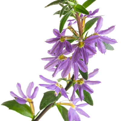 Whirlwind® Blue Fan Flower (Scaevola aemula)