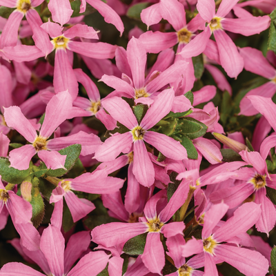 Stardiva Pink Stardiva Pink Fan Flower up close.