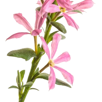 Stardiva® Pink Fan Flower (Scaevola aemula) | Proven Winners® New Variety 2025