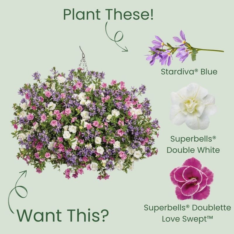 Stardiva® Blue Fan Flower (Scaevola aemula) | Proven Winners® New Variety 2025