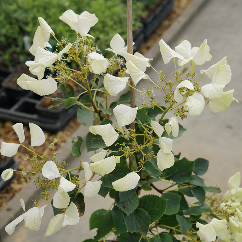 Flirty Girl Flirty Girl False Hydrangea-Vine up close.