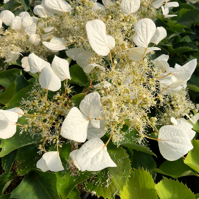 Flirty Girl Flirty Girl False Hydrangea-Vine up close.