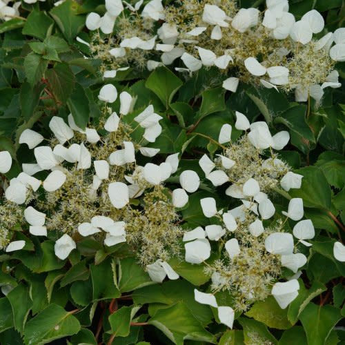 Flirty Girl False Hydrangea-Vine up close.