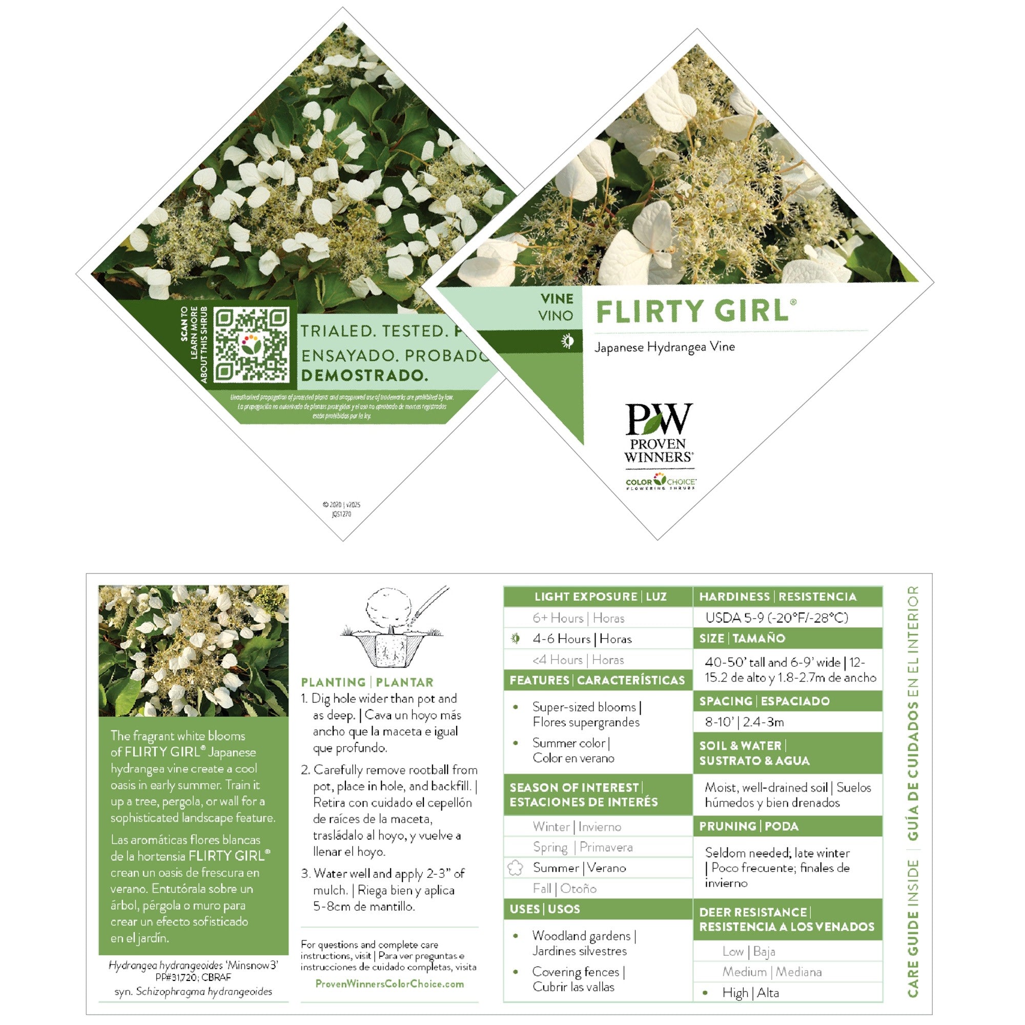 False Hydrangea-Vine | Flirty Girl® | Proven Winners® Shrubs