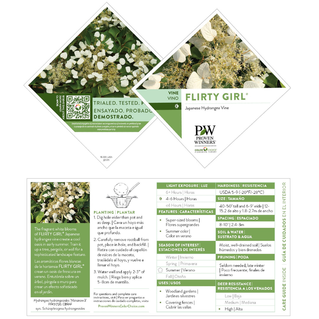 False Hydrangea-Vine | Flirty Girl® | Proven Winners® Shrubs