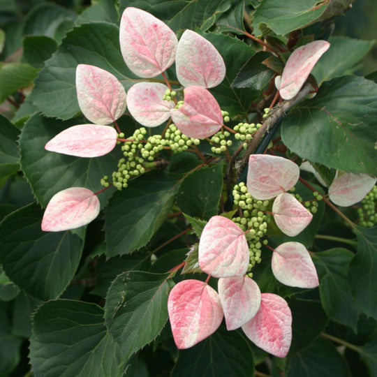 Rose Sensation™ False Hydrangea-Vine (Schizophragma hydrangeoides)