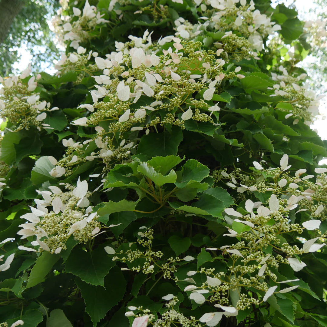 Rose Sensation™ False Hydrangea-Vine (Schizophragma hydrangeoides)