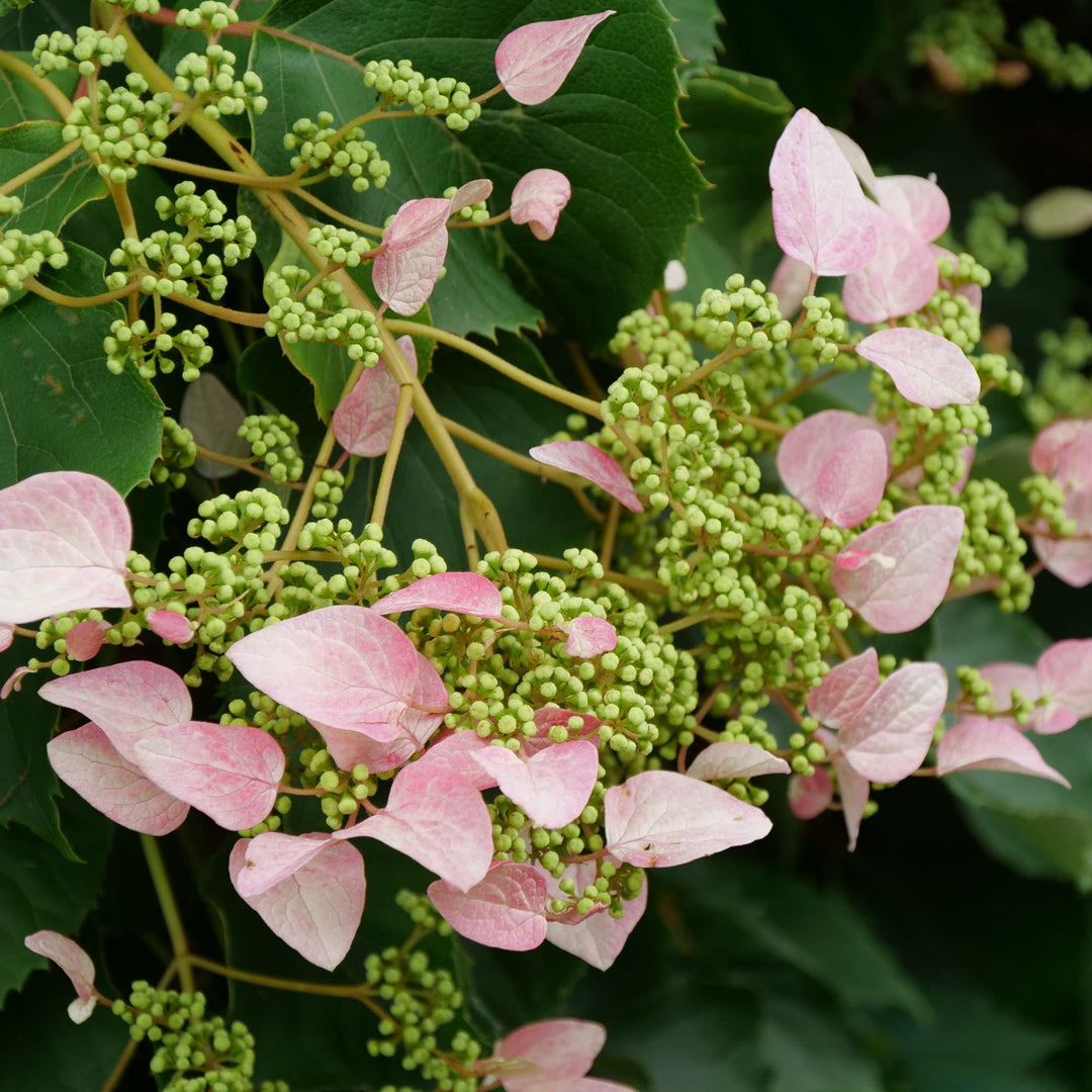 False Hydrangea-Vine | Rose Sensation™ | Proven Winners® Shrubs