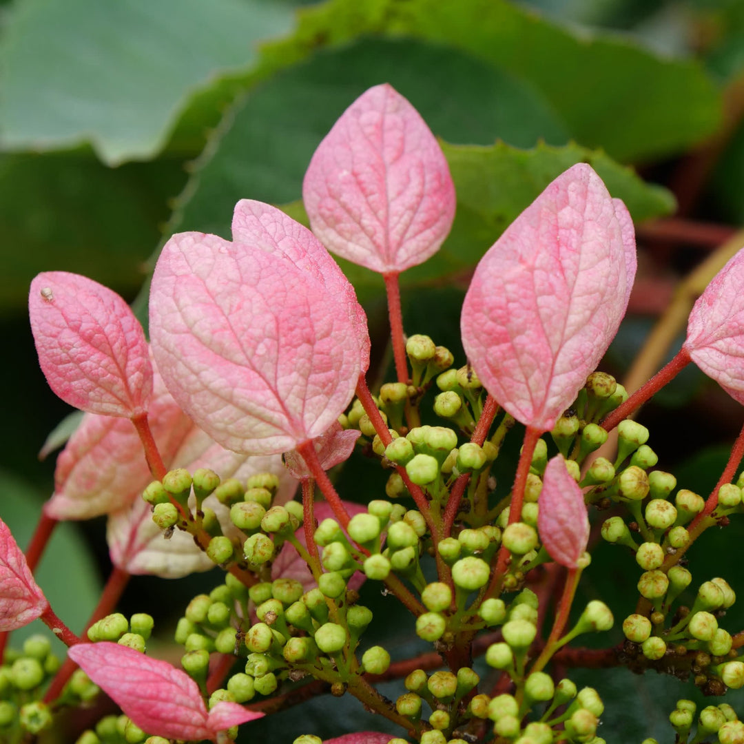 Rose Sensation™ False Hydrangea-Vine (Schizophragma hydrangeoides)