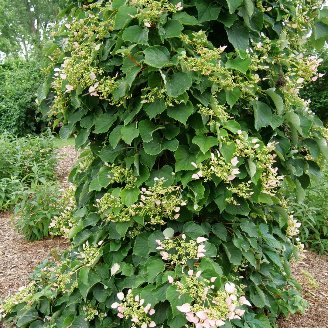 Rose Sensation™ False Hydrangea-Vine (Schizophragma hydrangeoides)