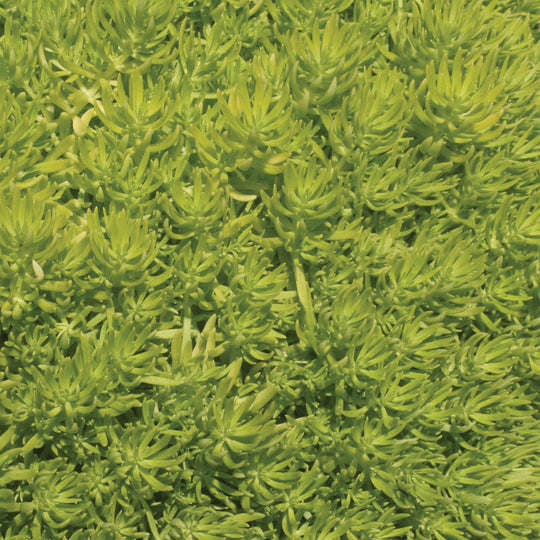 Lemon Coral® Stonecrop (Sedum mexicanum)