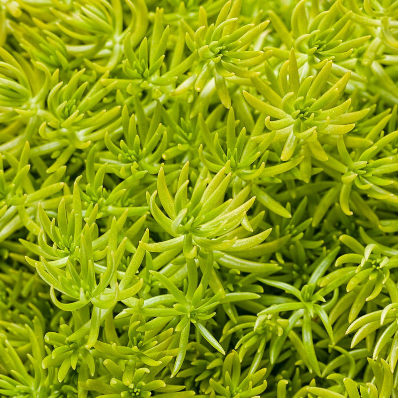 Lemon Coral Stonecrop up close.